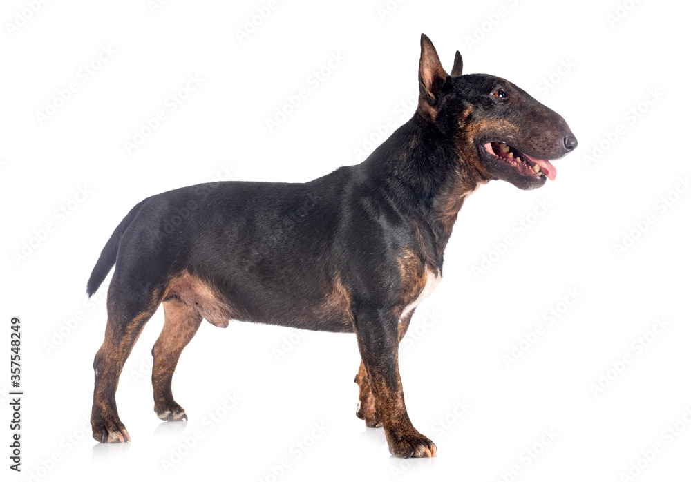 Fototapeta premium miniature bull terrier