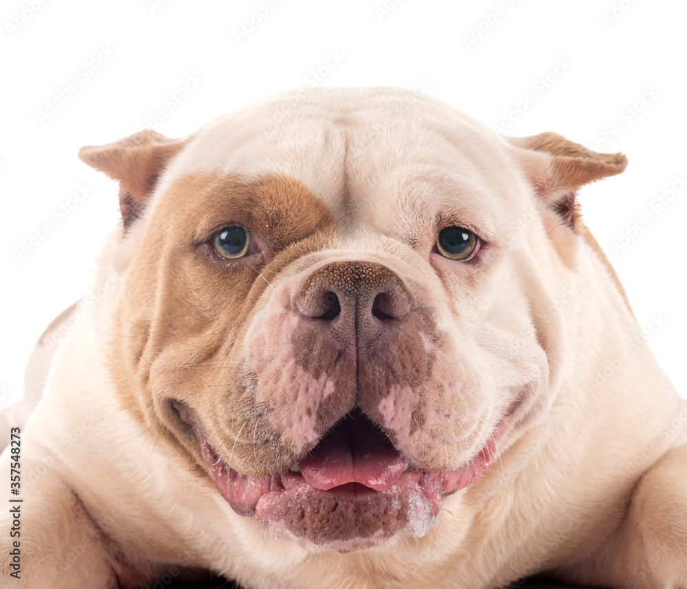 Fototapeta premium american bully in studio