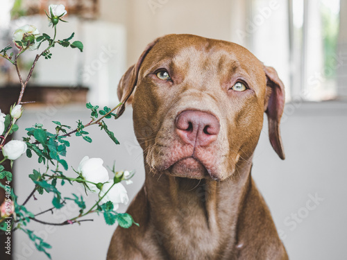 Lovable, pretty puppy of chocolate color. Close-up, indoor. Day light. Concept of care, education, obedience training, raising pets