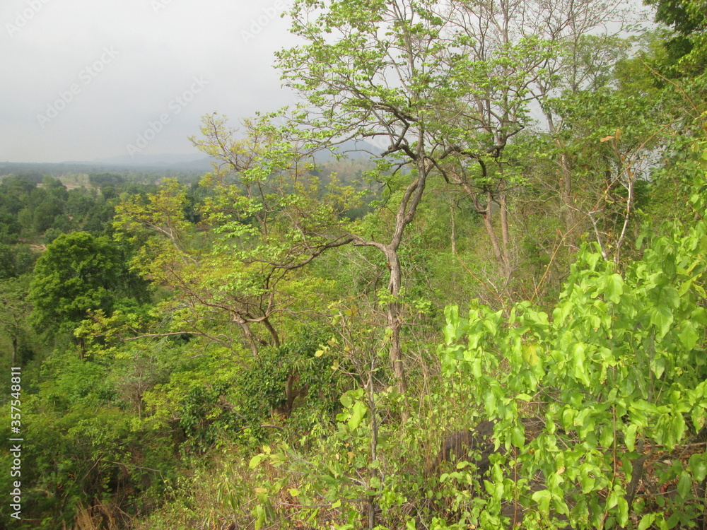 Fototapeta premium trees in the forest