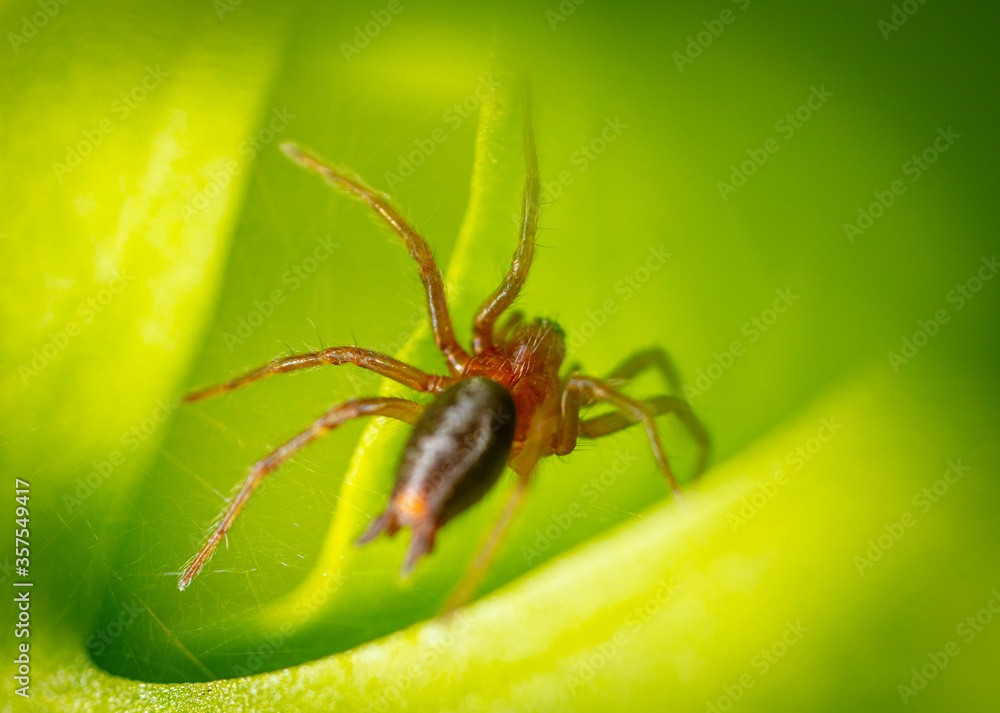 Spider on the hunt in nature. Spider on the hunt in nature.