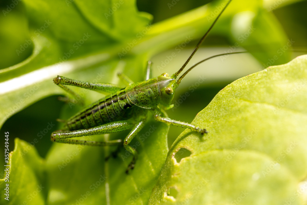 Green grasshopper in grassy vegetation. Green grasshopper in grassy vegetation.
