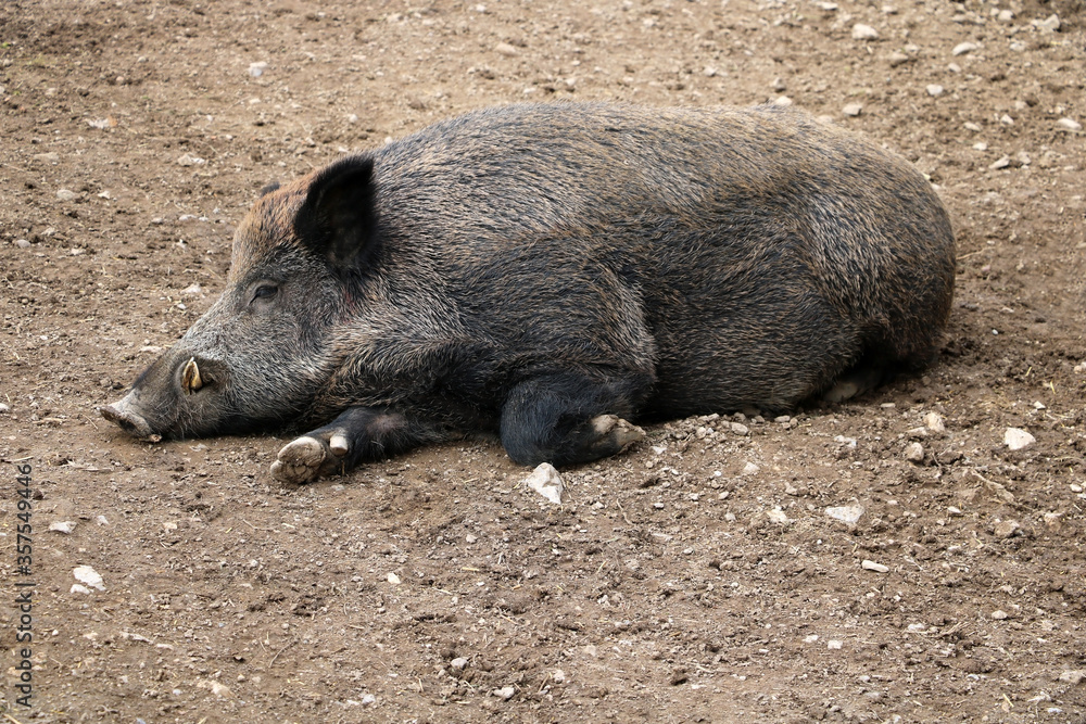 Wild big boar lies on the ground. Selective focus. Wild big boar lies on the ground. Selective focus.
