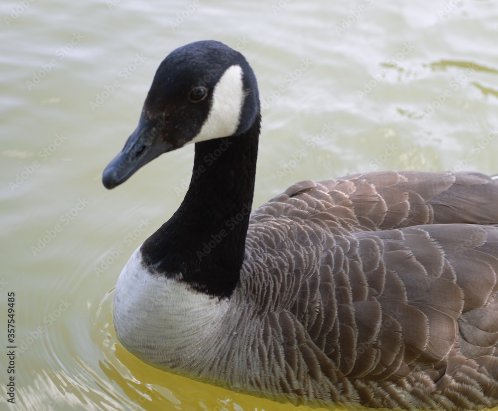 Obraz premium gros plan d'un canard