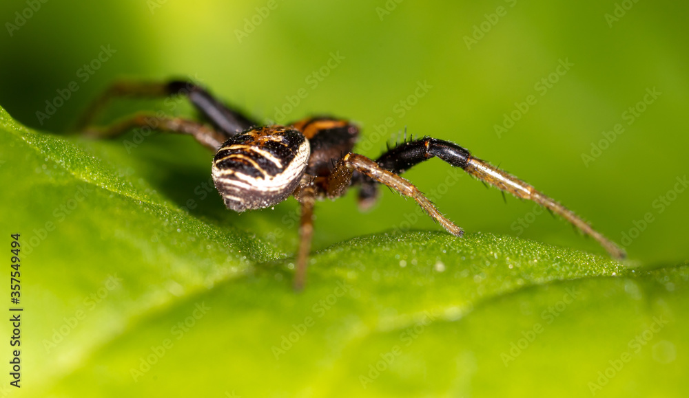 Spider on the hunt in nature. Spider on the hunt in nature.