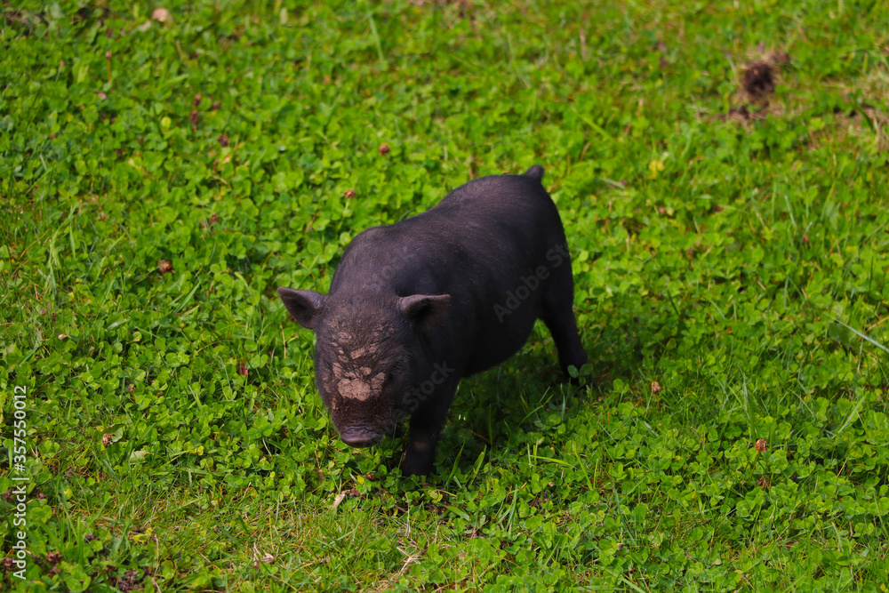 Small undersized black pig on a green lawn. Selective focus. Small undersized black pig on a green lawn. Selective focus.