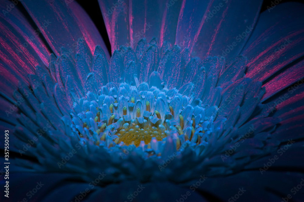 Obraz premium White Gerbera under ultraviolet light 1
