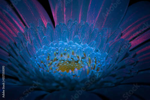 White Gerbera under ultraviolet light 1 © Andrew Kunde