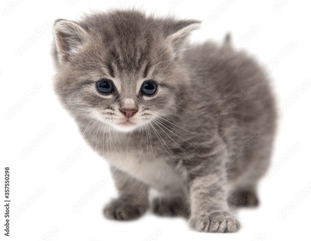 Portrait of a little kitten isolated on a white