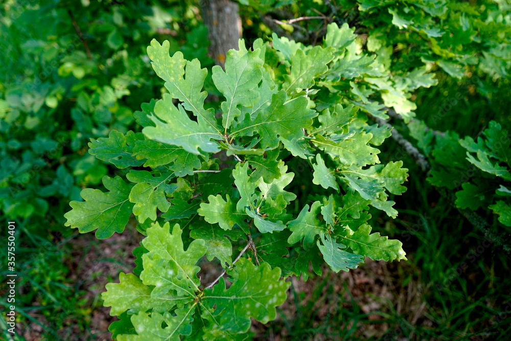 Spring, oak leaves close up. selective focus Spring, oak leaves close up. selective focus
