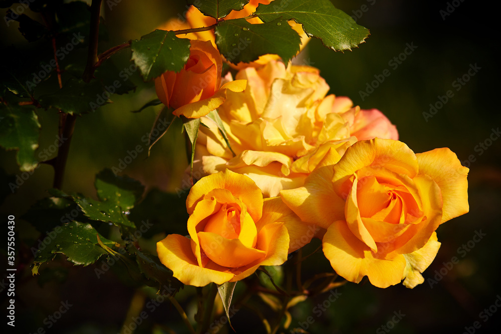 Beautiful yellow roses, with a fragrant smell, have green leaves and sharp spikes on the stems, lit by the morning sun. Beautiful yellow roses, with a fragrant smell, have green leaves and sharp spikes on the stems, lit by the morning sun.