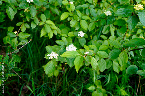   Spring, blossoming trees of old flowers.     selective focus  