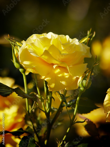 Beautiful yellow roses, with a fragrant smell, have green leaves and sharp spikes on the stems, lit by the morning sun..