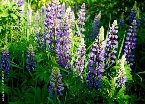   Spring flowers of lupine flowers in purple .  