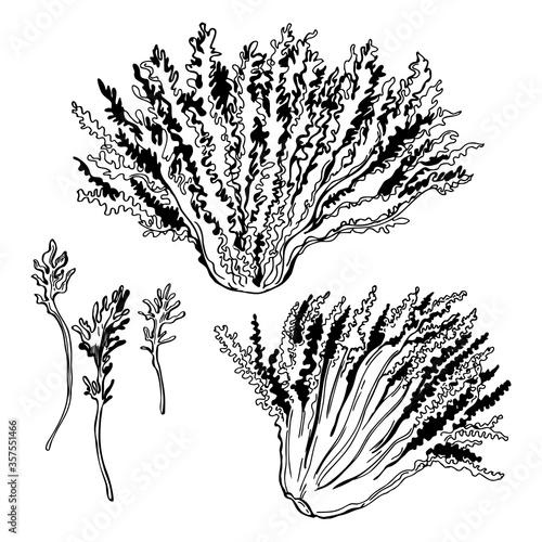 Hand drawn  escarole endive. Lettuce frieze.  Vector sketch illustration