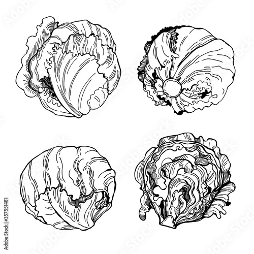 Hand drawn Iceberg lettuce.  Vector sketch illustration