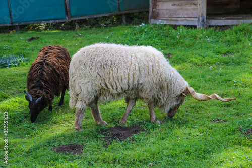 Spiral horned Racka eating grass. Selectibe focus. photo