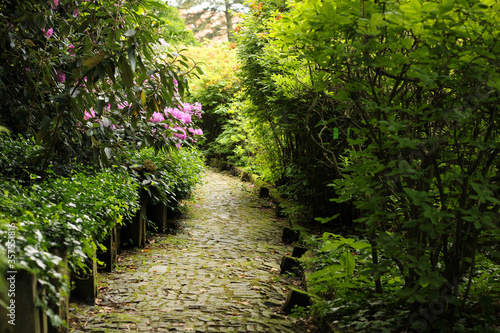Photography Flower alley with flower arches