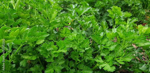 Parsley or petroselinum crispum growing in the ground. Green apium graveolens leaves.