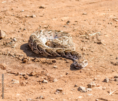 Puffadder in the middle of a dirt road, Kruger Park