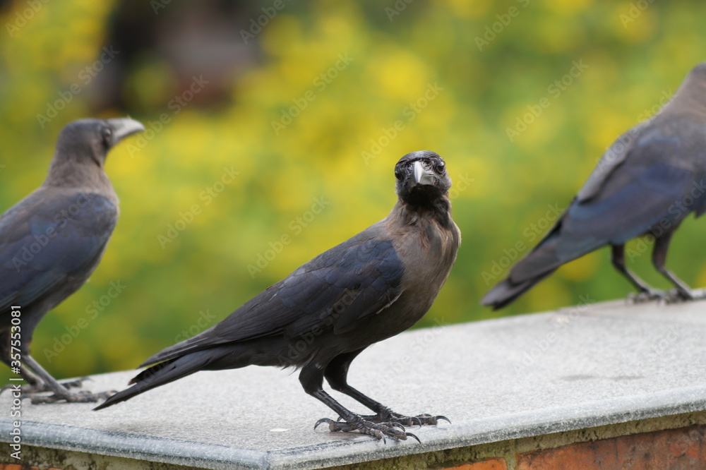 Obraz premium crow on the ground