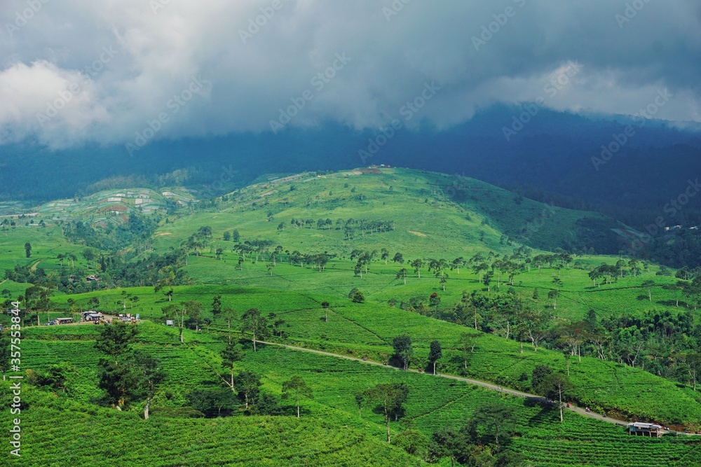 A tea farm on a top of a hill, with cloudy skies background.