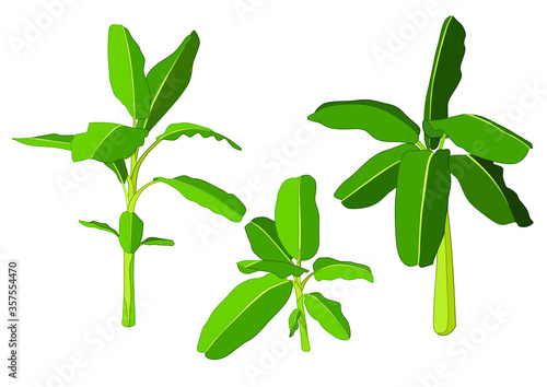 colour banana tree on white background illustration vector