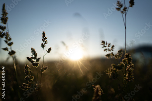 ears of grass at sunset, meadow with grass in autumn © Alex