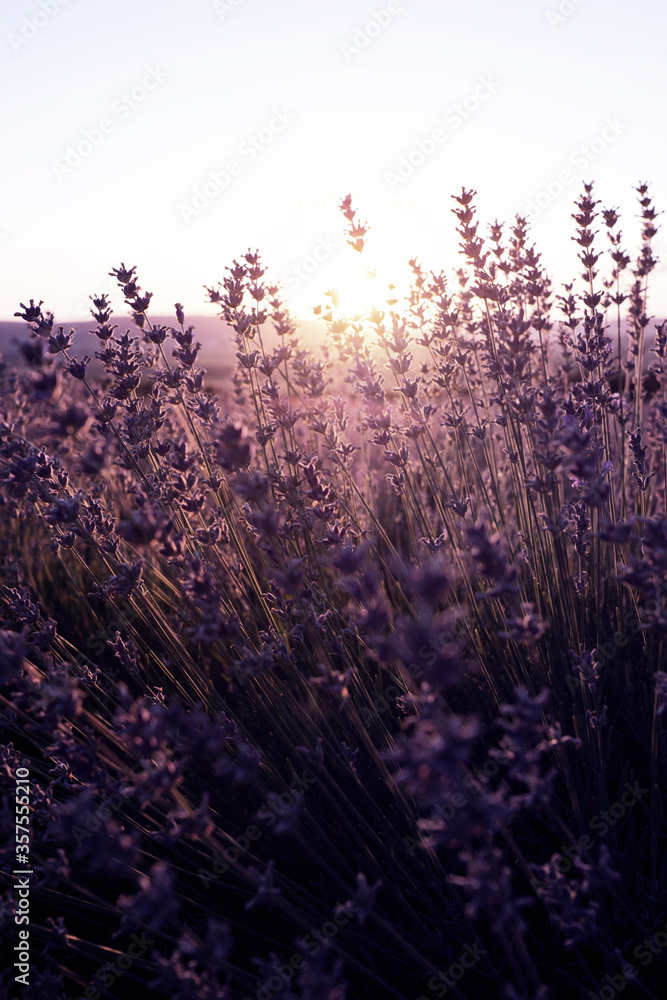 Lavender Field in the summer sunset time Lavender Field in the summer sunset time