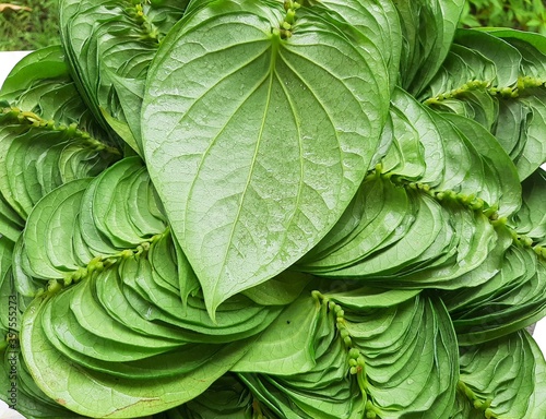 Photos green betel leaves background
