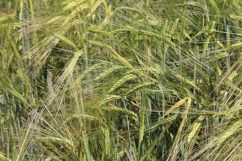 Green ears of wheat and rye grow in the field