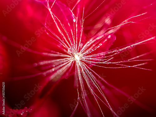 Beautiful red background of peony leaves  dandelion parachute.