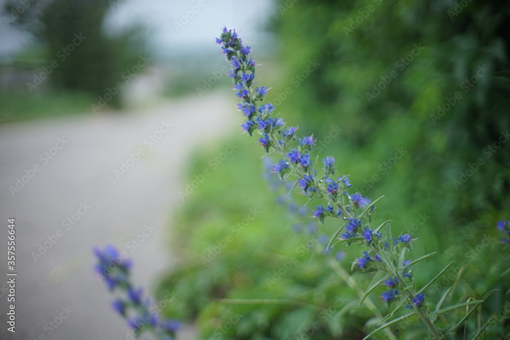 Obraz premium High blue wild flowers grow by the road. Rural scene on a blurred background. Selective focus, soft bokeh.