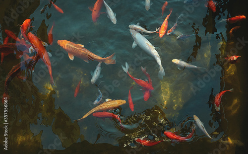 Golden carps and koi fishes in the pond © ientil
