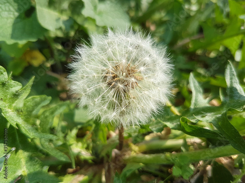 lion's-tooth also dandelion (in german Gewöhnlicher Löwenzahn) Taraxacum sect. Ruderalia