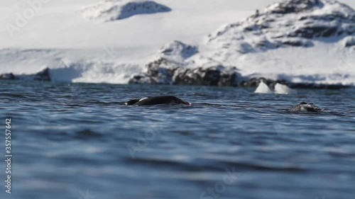 Wallpaper Mural Gentoo penguins in the water of Antarctica Torontodigital.ca