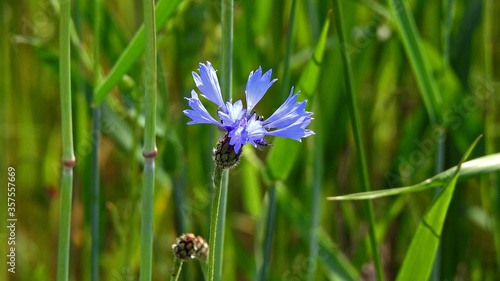 roslina o niebieskich kwiatach o nazwie chaber blawatek rosnaca przy drodze polnej w miejscowosci fasty na podlasiu w polsce