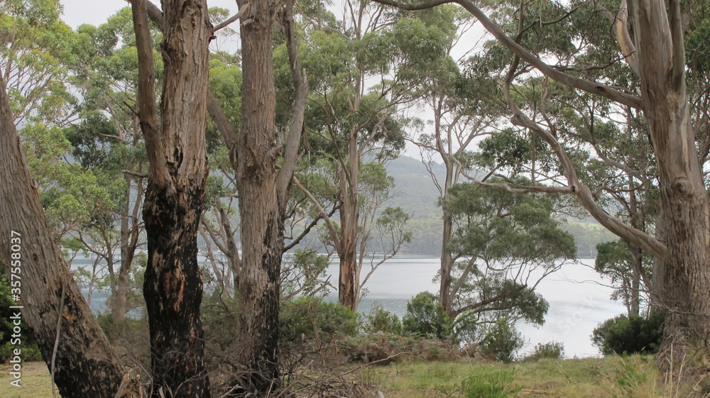 Fototapeta premium Tasmanian Gum Trees, Port Arthur