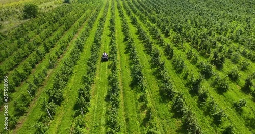 Apple orchard from a bird's eye view photo