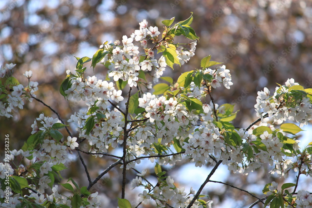 Obraz premium 若葉