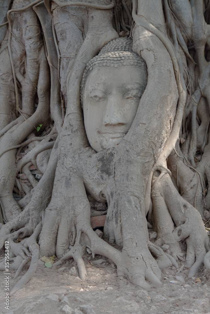 Ancient Buddha statue surrounded by the root of the tree,Ayutthaya,Thailand
