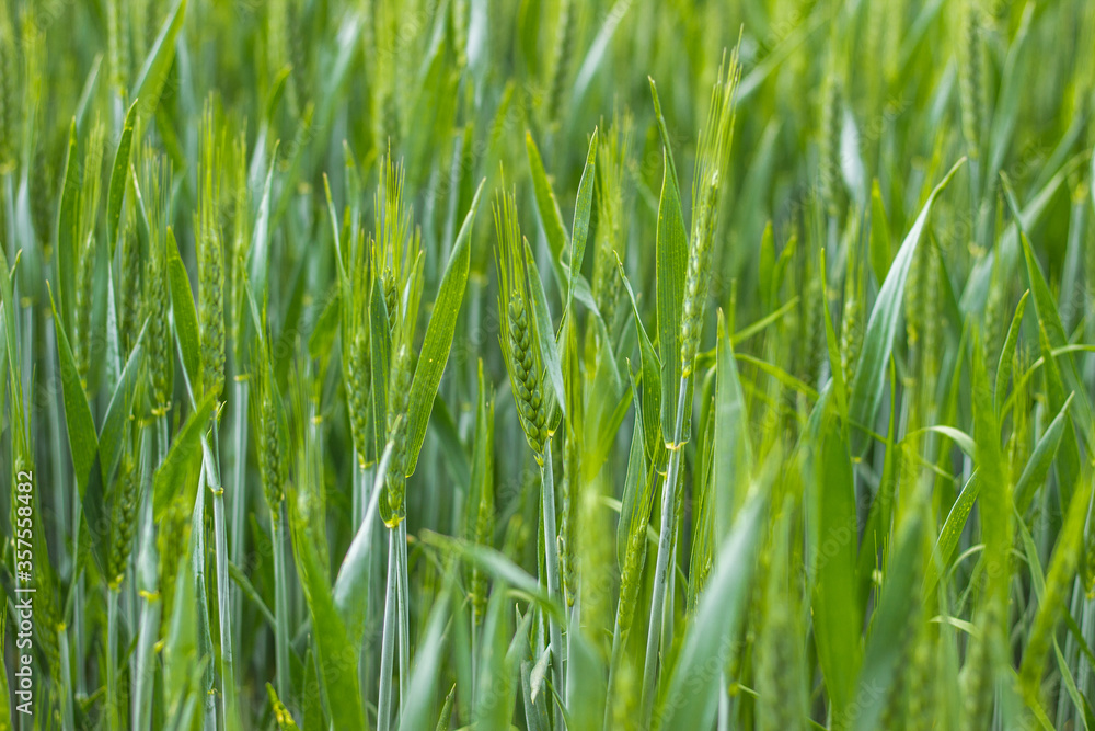 Green wheat field close up. Spring countryside scenery. Beautiful nature landscape. Juicy fresh ears of young green wheat.Free space for text. Agriculture scene Green wheat field close up. Spring countryside scenery. Beautiful nature landscape. Juicy fresh ears of young green wheat.Free space for text. Agriculture scene