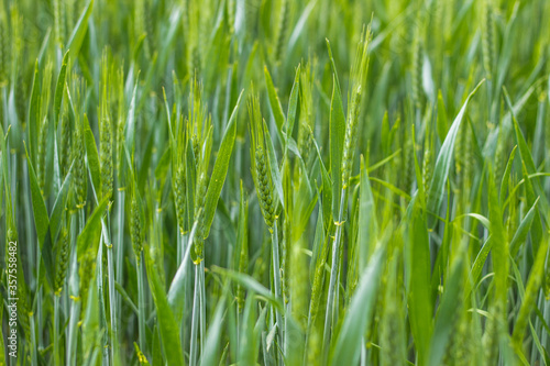 Green wheat field close up. Spring countryside scenery. Beautiful nature landscape. Juicy fresh ears of young green wheat.Free space for text. Agriculture scene