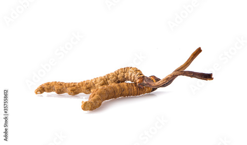 Ophiocordyceps sinensis  CHONG CAO  DONG CHONG XIA CAO  or mushroom cordyceps this is a herbs on white background