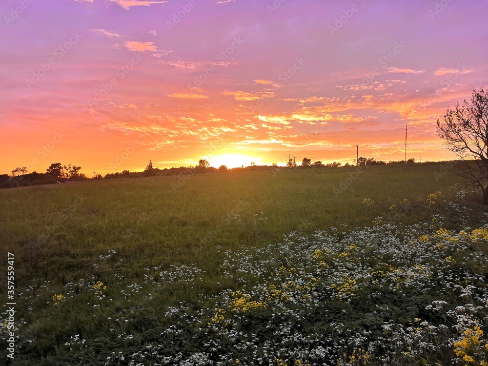 sunset in the field