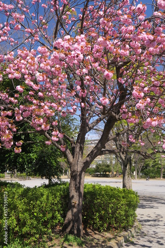 花咲く八重桜のある春の公園風景