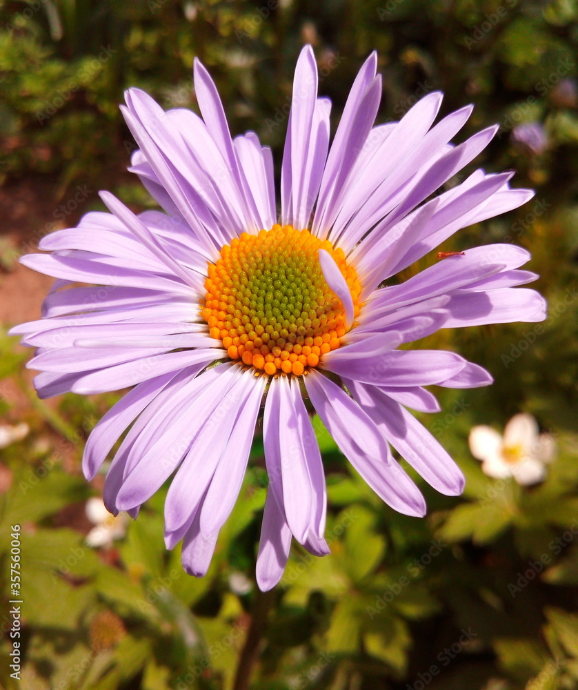 Obraz premium purple daisy flower