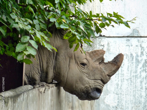 サイ, サイ, 動物, 哺乳動物, クラクション, zoo, 野生生物, ウィルト, 自然, サファリ, 白, 大きい, 大きい, 頭, 危ない, 危険にさらされた, 草, 草食動物, 灰色, クラクション, 顔 photo