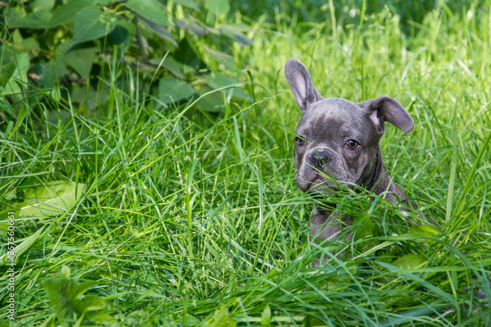 In the summer, on the grass streets, a small puppy of the French Bulldog breed.
