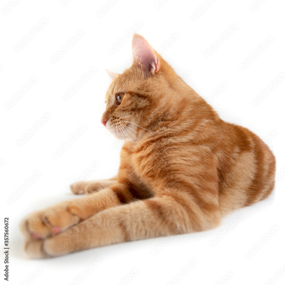 Orange cat. Portrait of tabby ginger cat over white background, wide angle. Adorable pet posing at studio. Cute domestic animal. Orange cat. Portrait of tabby ginger cat over white background, wide angle. Adorable pet posing at studio. Cute domestic animal.